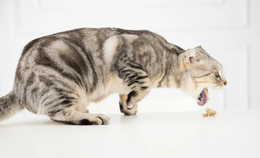 Vad det kan bero på när katt kräks upp torrfoder