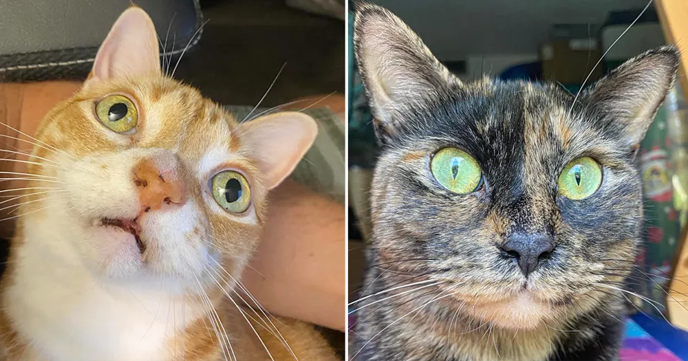 vilka färger ser katter