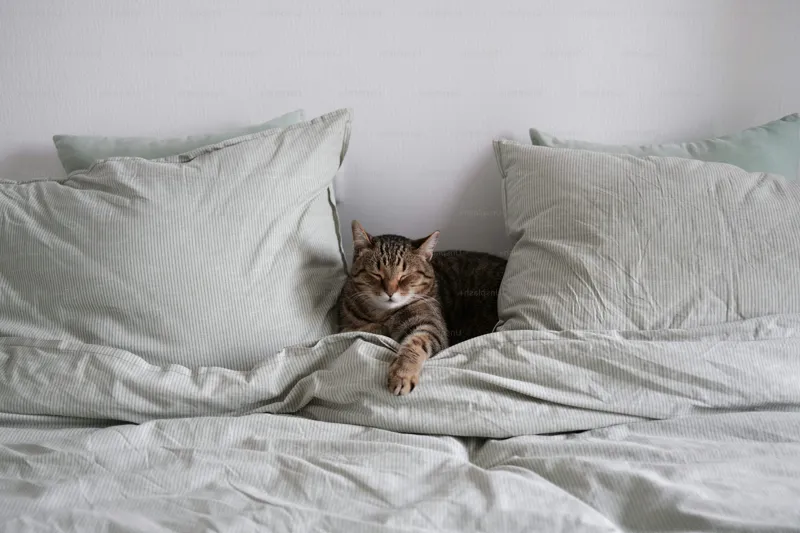 Rengör rätt när katten kissar i sängen