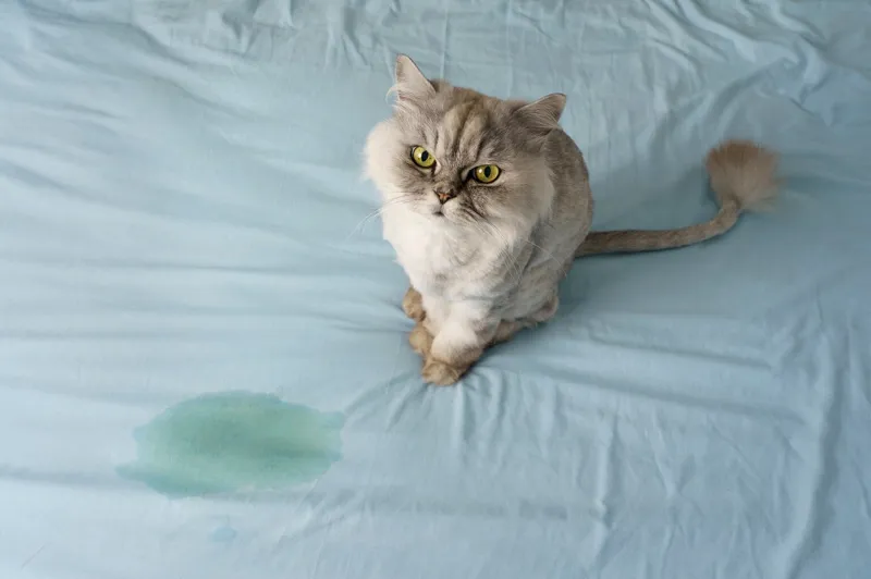 Katt kissar i sängen: Orsaker och lösningar som fungerar