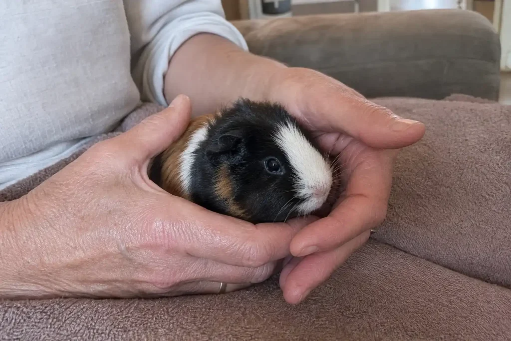 Äldre händer håller varsamt ett litet djur i ett hem, i artikeln om Funktionsnedsatt som slog sin hund får djurförbud