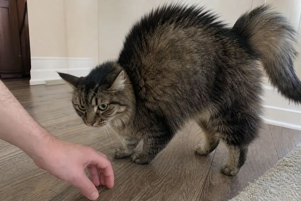 En katt med pälsen rest längs ryggen sitter spänd nära en avslappnad hand på ett trägolv, är ditt husdjur en riktig hjälte?