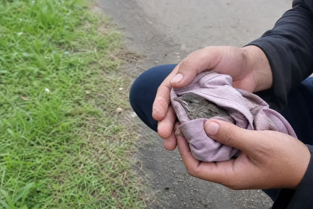 Ett par händer håller varsamt en skadad fågel inlindad i tyg, relaterat till medborgarförslaget om skadade djur.