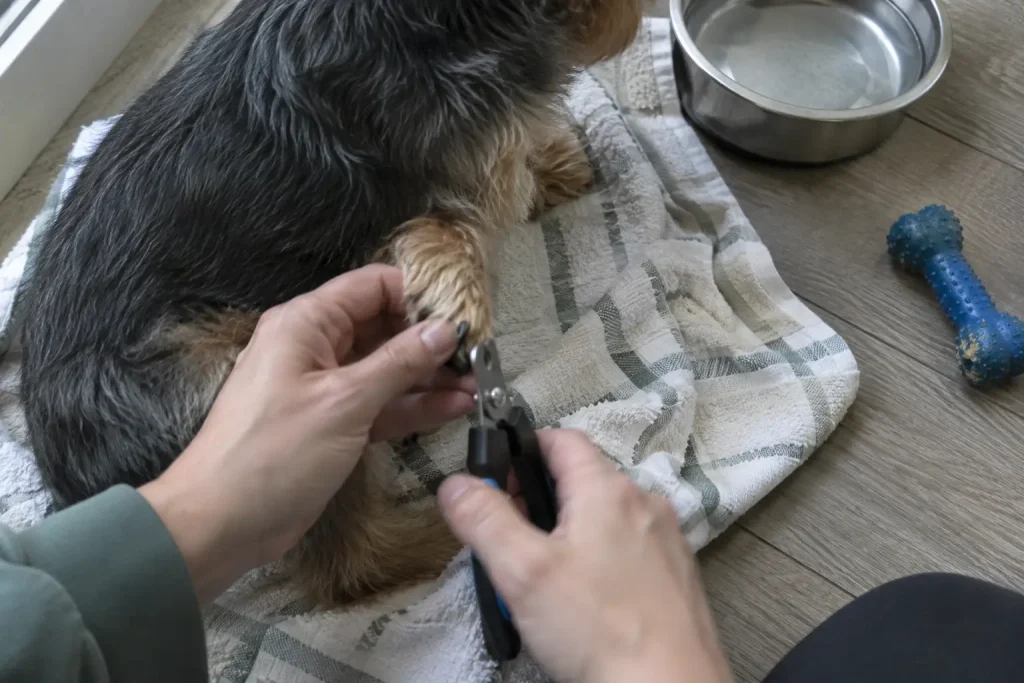 Klipper klorna på en liten hund i köket, en vardaglig del av vardagen som kan kännas tung vid