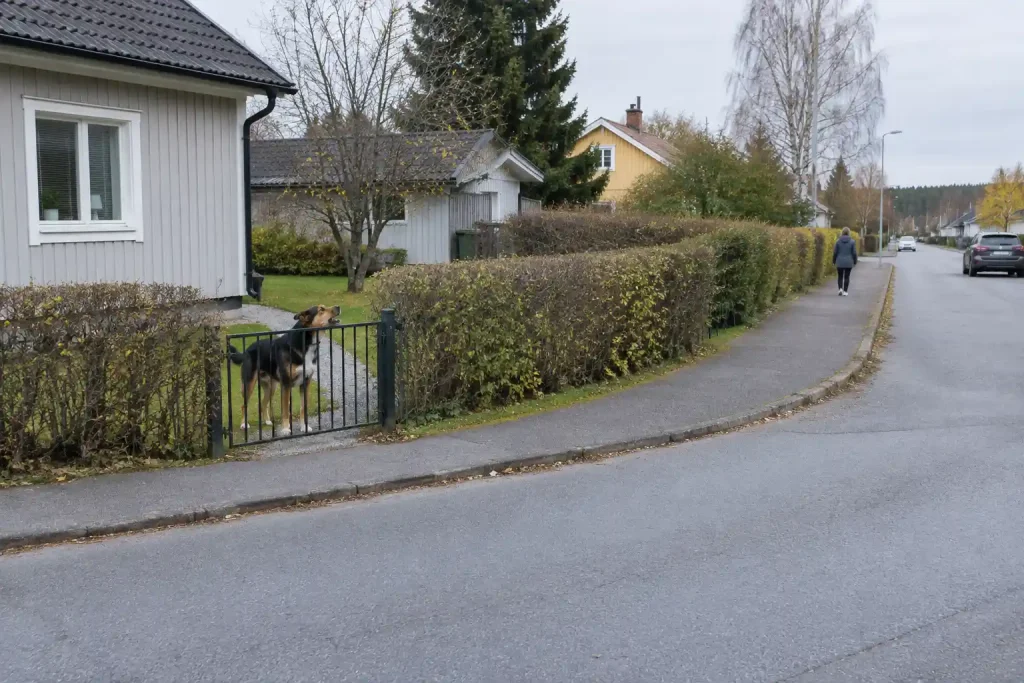 Skällande hund i en villaträdgård bakom ett staket på en lugn gata